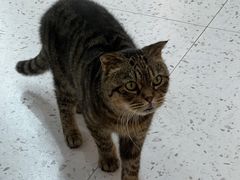 -喵园·猫主题咖啡厅·撸猫·猫咖(国贸店)