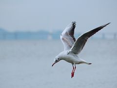 -深圳湾公园(南山区)