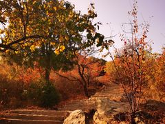 -北京西山国家森林公园