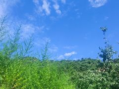 -大岭沟猕猴桃谷风景区