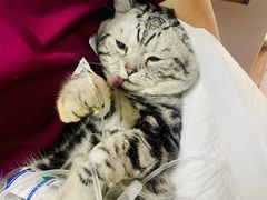 -北京观赏动物医院·24小时大型综合·猫专科·异宠专科