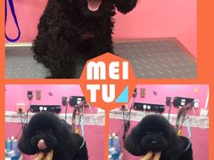 -爱宠屋pet shop·宠物洗澡·宠物美容