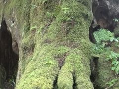 -阿里山神木遗迹