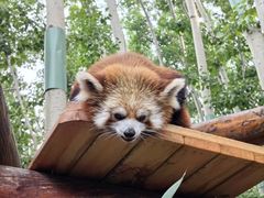 -北京野生动物园