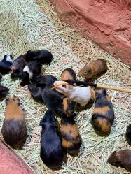 -Zoolung Zoolung动物主题公园(海信广场店)