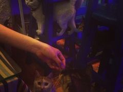 iphone_upload_pic-Sirena海妖日咖夜酒