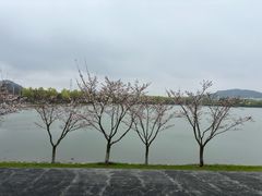 -羊山湖公园