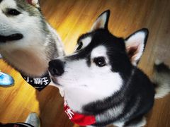 -Husky Go! 哈士奇体验馆·宠物咖啡厅狗咖