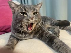 -纳吉亚猫专科动物医院博雅分院