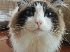 -Catmate·猫肥家润(金润铂宫店)