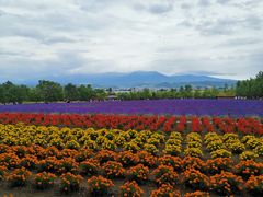 -富田农场