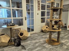 -楼上猫咖(罗湖店)