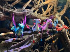 -奥兰多迪士尼动物王国乐园