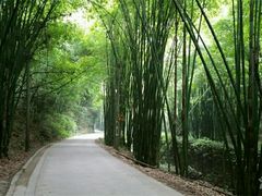 -芦沟竹海