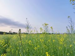 -光明小镇欢乐田园