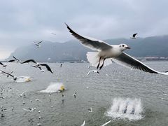 -海埂大坝