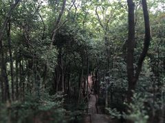 -上海佘山国家森林公园天马山园