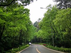 -铁山坪森林公园