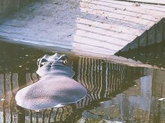 -合肥野生动物园