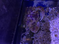 -暹罗海洋世界