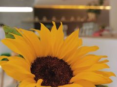 -SEEKER Espresso·咖啡