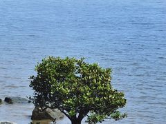 -深圳湾公园(南山区)