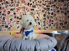 -百好乐宠物友好餐厅(朝外大街店)