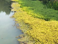 -桤木河湿地公园