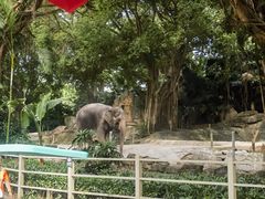 -深圳野生动物园