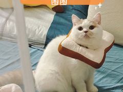 -凯特喵百思猫专科医院