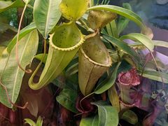 -中国科学院西双版纳热带植物园