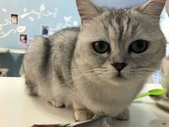 -喵的天空名猫咖啡馆·撸猫·猫舍·用品