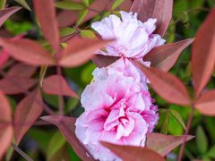 -天鹅湖体育公园