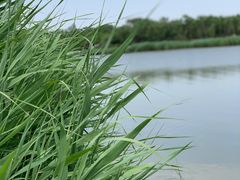-西青郊野公园
