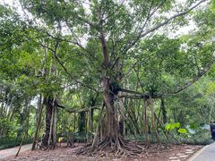 -中国科学院西双版纳热带植物园