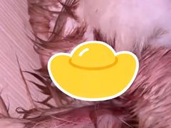 -A猫a狗全科·犬猫异宠·芥西宠物医院(南开总院)