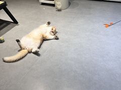 -琪喵猫屋·撸猫猫咖·猫舍