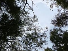 -日照海滨国家森林公园