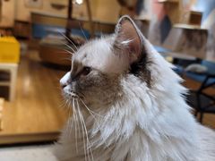 -滚猫咖啡·猫咖·猫友好撸猫(未来城店)
