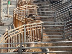 -北京鹿世界主题园