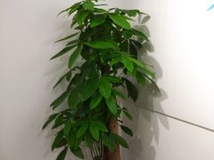 -鲸励母婴月嫂(望京店)
