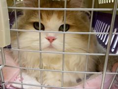 -安安宠医宠物医院·异宠·犬猫内科(岳阳分院)