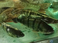 -煲来饱去冷水鱼