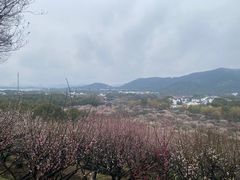 -香雪海