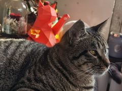 -海边的猫和咖啡馆