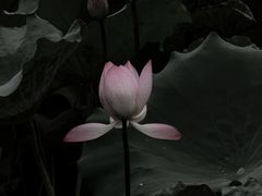 -荔湾湖公园