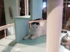 -猫小院猫主题餐厅(三里屯店)