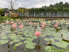 -东莞植物园