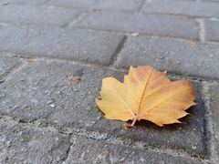 -上海市长阳实验学校