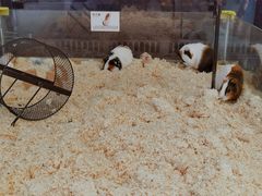 -怪兽屋·羊驼·猫咖·狗咖(俊华广场店)